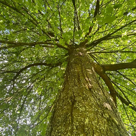 Unter Der Linde * Wintersdorf