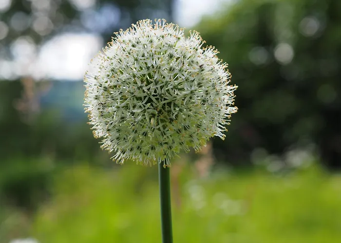 Unter Der Linde Appartement