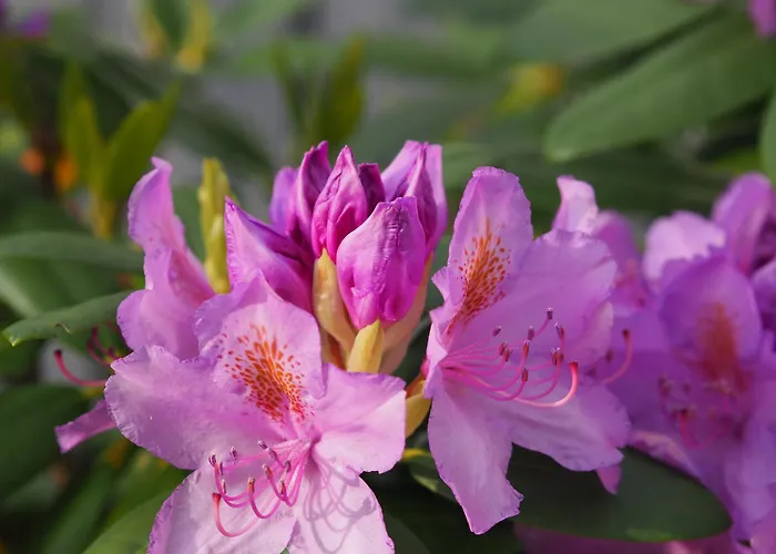 Unter Der Linde Appartement *