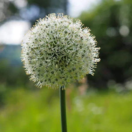 Unter Der Linde Appartement