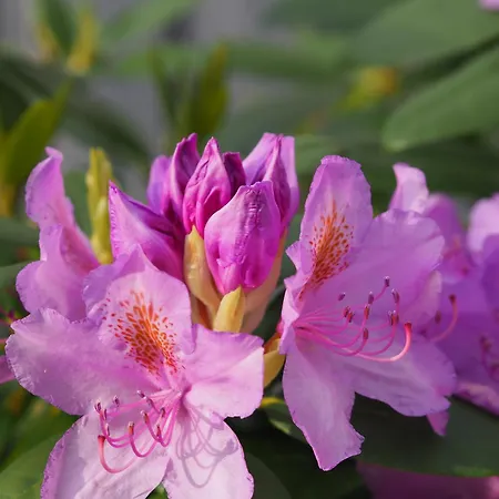 Unter Der Linde Appartement *