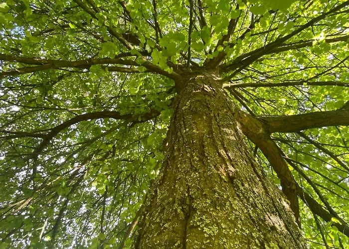Unter Der Linde * Wintersdorf
